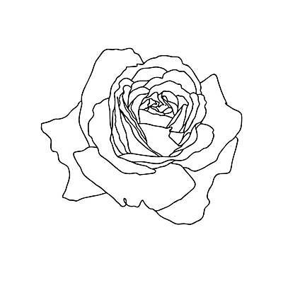 EPS 해외이미지 식물 손 디자인 꽃잎 꽃 선 꽃무늬 일러스트 자연 미술 그래픽 장식 장미 정원 검은색 봄 벚꽃 흰색 우아함 스케치 라인아트 그림 윤곽 고립 엘리먼트 미니멀 해외일러스트 계절 컬러 컨셉 무늬 문화예술 신체부위 생태계 파일형식 벡터 이미지허브