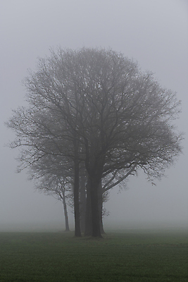 포토 JPG 해외이미지 모양 나무 계절 겨울 밭 자연 풍경 잔디 사람없음 야외 옆모습 초록색 숫자 어둠 회색 안개 가을 나뭇가지 네덜란드 윤곽 벌거벗은 뿌연 해외포토 식물 문자 유럽 뷰포인트 컬러 농업 날씨 생태계 파일형식 이미지허브