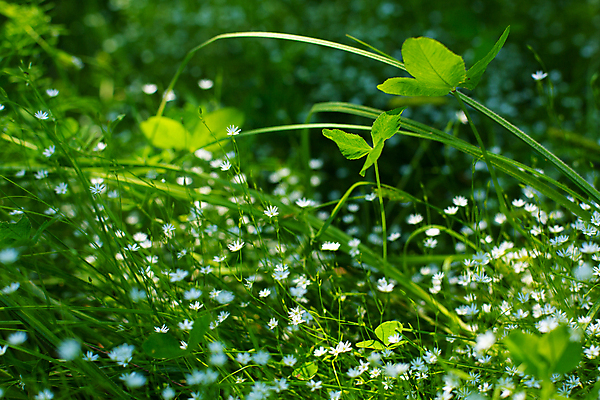 포토 JPG 해외이미지 식물 계절 공원 꽃잎 꽃 백그라운드 잎 꽃무늬 밭 자연 잔디 사람없음 야외 초록색 빛 뷰티 환경 정원 봄 들꽃 벚꽃 흰색 개화 숲 작음 허브 질감 데이지 캐모마일 많음 해외포토 공공시설 컬러 컨셉 무늬 농업 크기 생태계 파일형식 이미지허브