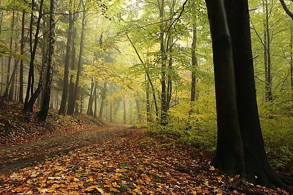포토 JPG 해외이미지 나무 계절 공원 길 여행 백그라운드 낙엽 잎 자국 자연 날씨 사람없음 야외 초록색 노란색 평화 활발 하이킹 안개 나뭇가지 시골 황금 숲 신비 오솔길 공상 마법 10월 내추럴 방법 뿌연 해외포토 식물 공공시설 컬러 컨셉 레저 날짜 생태계 파일형식 이미지허브