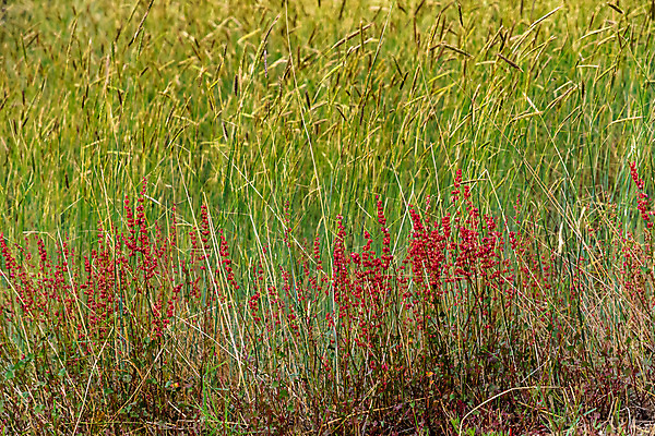 포토 JPG 해외이미지 식물 계절 공원 꽃 유럽 지구 분홍색 여행 백그라운드 밭 자연 하늘 산 풍경 경사 사람없음 야외 빨간색 초록색 여름 노란색 정원 검은색 봄 이탈리아 벚꽃 바위 작음 허브 언덕 질감 화산 분화구 용암 목성 내추럴 전국 해외포토 공공시설 나라 컬러 농업 행성 돌_바위 크기 생태계 파일형식 이미지허브