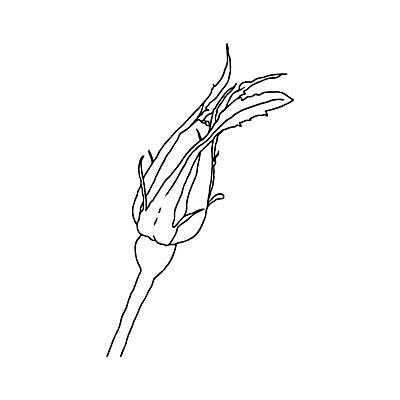 EPS 해외이미지 식물 손 디자인 꽃잎 꽃 선 꽃무늬 일러스트 자연 미술 그래픽 장식 장미 정원 검은색 봄 벚꽃 흰색 우아함 스케치 라인아트 그림 윤곽 고립 엘리먼트 미니멀 해외일러스트 계절 컬러 컨셉 무늬 문화예술 신체부위 생태계 파일형식 벡터 이미지허브