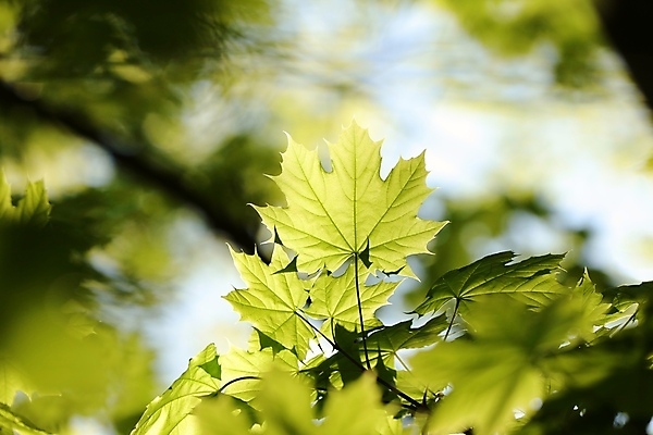 포토 JPG 해외이미지 나무 식물 계절 공원 백그라운드 단풍 낙엽 잎 자연 벽지 새로움 사람없음 야외 초록색 빛 컬러풀 햇빛 태양 노란색 환경 봄 활발 나뭇가지 신선 황금 숲 싱글 유기농 내추럴 강렬 해외포토 자연요소 웰빙 공공시설 컬러 컨셉 생태계 파일형식 이미지허브