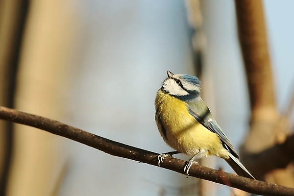 포토 JPG 해외이미지 나무 유럽 야생동물 노래 자연 조류 하늘 아침 사람없음 옆모습 파란색 빛 컬러풀 햇빛 태양 뷰티 노란색 머리 일출 환경 정원 일몰 새벽 활발 나뭇가지 관찰 숲 깃털 묘사 싱글 부리 내추럴 해외포토 주간 자연요소 식물 동물 나라 음악 뷰포인트 컬러 컨셉 모션 신체부위 노을 생태계 파일형식 이미지허브