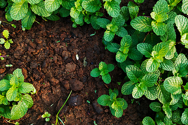 포토 JPG 해외이미지 식물 음식 백그라운드 잎 밭 농업 채소 자연 건강 동양인 사람없음 야외 초록색 농장 정원 봄 성장 신선 맛 민트 허브 향신료 유기농 원예 날것 내추럴 땅바닥 밭일 해외포토 웰빙 계절 산업 컬러 컨셉 바닥 인종 취미 생태계 향미료 파일형식 이미지허브