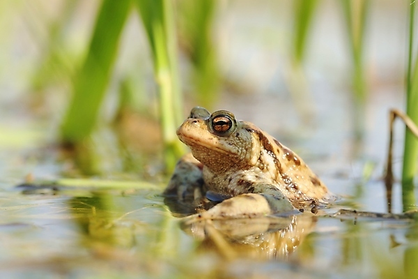 포토 JPG 해외이미지 동물 호수 야생동물 백그라운드 잎 신체 자연 조류 생물 오리 개구리 양서류 사람없음 야외 초록색 물 여름 강 뷰티 반사 갈색 환경 봄 연못 큼 4월 묘사 호기심 생물학 하마 짝짓기 내추럴 해외포토 자연요소 식물 계절 교육 감정 컬러 컨셉 포유류 날짜 크기 생태계 파일형식 이미지허브