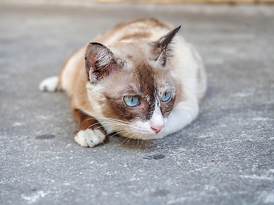 포토 JPG 해외이미지 동물 1 응시 행복 백그라운드 장난 놀이 휴식 주택 털 사람없음 파란색 반려동물 고양이 줄무늬 흰색 아기 잠 모피 호기심 얼룩무늬 기르기 해외포토 시선 감정 컬러 컨셉 무늬 포유류 사람 건물 돌봄 파일형식 이미지허브