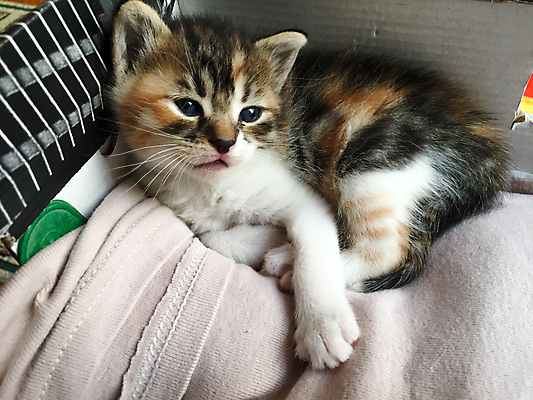 포토 JPG 해외이미지 동물 1 얼굴 백그라운드 밭 장난 포옹 자연 주택 털 사람없음 야외 반려동물 고양이 줄무늬 회색 흰색 아기 달콤 작음 모피 얼룩무늬 솜털 기르기 해외포토 컬러 무늬 농업 포유류 안기 사람 건물 신체부위 맛 크기 생태계 돌봄 파일형식 이미지허브