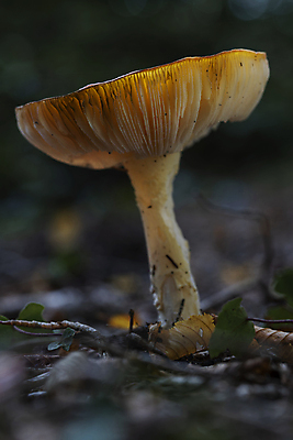 포토 JPG 해외이미지 식물 건축물 줄기 잎 오렌지 자국 자연 사람없음 야외 컬러풀 햇빛 노란색 버섯 가을 나뭇가지 숲 큼 네덜란드 싱글 질감 침엽수 곰팡이 해외포토 나무 계절 건축 유럽 컬러 과일 태양 크기 생태계 파일형식 이미지허브