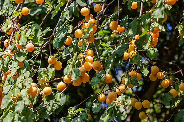 포토 JPG 해외이미지 나무 식물 열매 유럽 음식 꽃무늬 오렌지 과일 자연 독일 사람없음 컬러풀 노란색 정원 봄 닫기 달콤 보케 고립 숙성 해외포토 계절 꽃 나라 컬러 무늬 모션 맛 생태계 파일형식 이미지허브