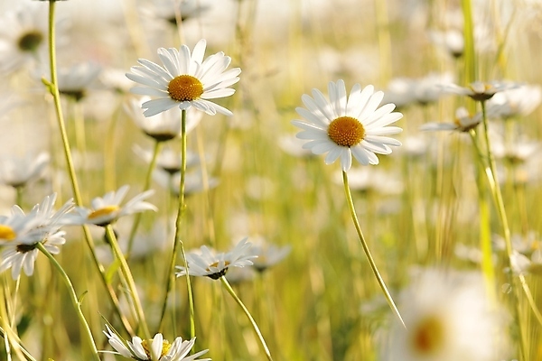 포토 JPG 해외이미지 식물 꽃잎 꽃 줄기 백그라운드 꽃무늬 밭 자연 건강 풍경 사람없음 야외 여름 빛 컬러풀 햇빛 태양 뷰티 일출 환경 정원 일몰 봄 새벽 들꽃 성장 벚꽃 흰색 시골 신선 5월 데이지 향기 아로마 꽃가루 캐모마일 많음 해외포토 자연요소 계절 컬러 컨셉 무늬 농업 노을 날짜 가루 허브 생태계 냄새 파일형식 이미지허브