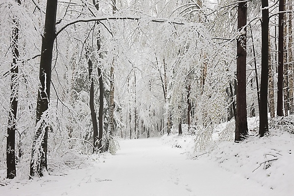 포토 JPG 해외이미지 나무 계절 공원 도로 길 크리스마스 겨울 자국 자연 아침 날씨 풍경 사람없음 야외 빛 컬러풀 햇빛 태양 뷰티 평화 냉동 얼음 추위 흰색 나뭇가지 시골 소나무 숲 오솔길 12월 서리 장면 내추럴 삼림지대 눈내림 해외포토 주간 자연요소 식물 공공시설 기념일 컬러 컨셉 교통시설 눈_날씨 날짜 생태계 파일형식 이미지허브