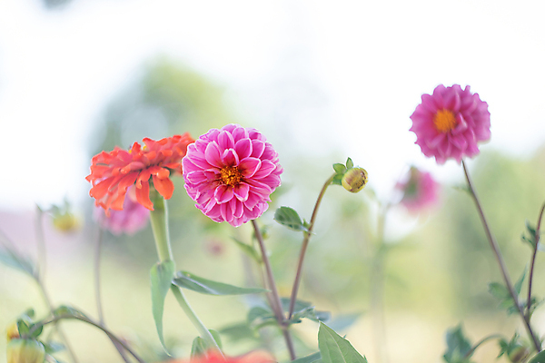 포토 JPG 해외이미지 나무 식물 계절 꽃잎 꽃 바다 분홍색 백그라운드 잎 꽃무늬 밭 데이트 자연 양파 사람없음 야외 장식 초록색 여름 햇빛 뷰티 노란색 정원 보라색 침묵 봄 들꽃 벚꽃 흰색 시골 신선 화려 개화 숲 해외포토 컬러 컨셉 무늬 농업 채소 태양 소리 생태계 파일형식 이미지허브