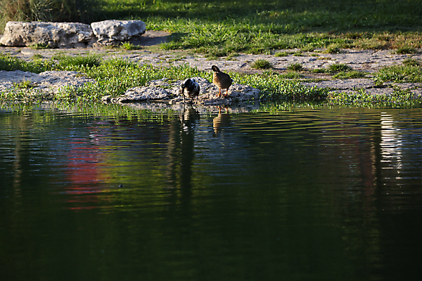 포토 JPG 해외이미지 동물 커플 지구 호수 야생동물 과학 백그라운드 2 자연 조류 생물 오리 사람없음 야외 가로 초록색 물 환경 다양 쌍 황무지 보호 깃털 생태계 생물학 반대 서식지 리빙 동물상 생태학 그리너리 해외포토 자연요소 교육 컬러 다수 컨셉 관계 조형물 파일형식 트랜드컬러 이미지허브