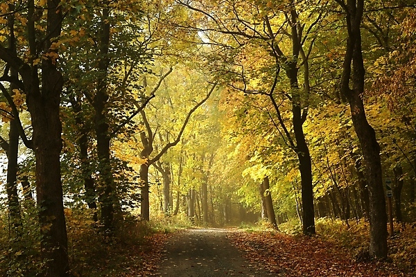포토 JPG 해외이미지 나무 계절 공원 도로 길 여행 낙엽 잎 오렌지 자국 자연 아침 사람없음 야외 빛 햇빛 태양 노란색 일출 침묵 일몰 새벽 안개 나뭇가지 시골 숲 신비 오솔길 공상 10월 방법 뿌연 해외포토 주간 자연요소 식물 공공시설 컬러 컨셉 과일 교통시설 날씨 노을 소리 날짜 생태계 파일형식 이미지허브
