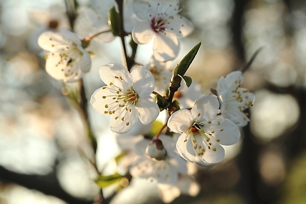 포토 JPG 해외이미지 나무 식물 계절 꽃잎 꽃 분홍색 백그라운드 꽃무늬 과일 자연 풍경 사람없음 야외 장식 빛 햇빛 태양 뷰티 환경 정원 봄 활발 성장 벚꽃 흰색 나뭇가지 신선 개화 닫기 사과 과수원 아로마 꽃가루 내추럴 꽃수술 취급주의 해외포토 자연요소 컬러 컨셉 무늬 농업 모션 경고 가루 생태계 파일형식 이미지허브