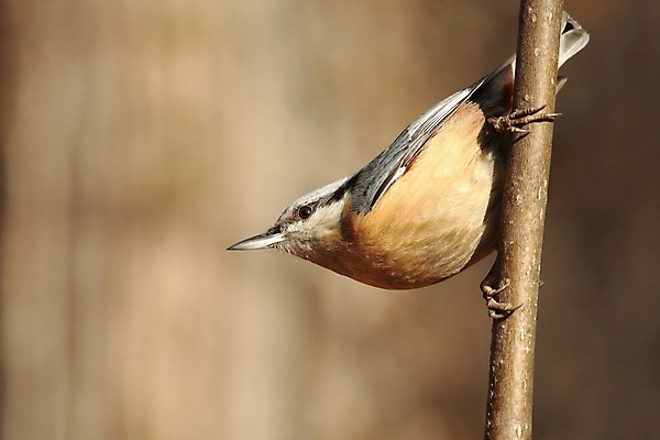 포토 JPG 해외이미지 나무 응시 야생동물 백그라운드 날개 자연 조류 아침 사람없음 야외 빛 컬러풀 햇빛 갈색 머리 환경 새벽 활발 회색 가을 나뭇가지 숲 깃털 묘사 부리 서식지 내추럴 해외포토 주간 자연요소 식물 동물 시선 계절 컬러 컨셉 신체부위 태양 생태계 파일형식 이미지허브