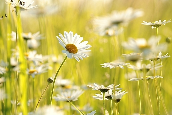 포토 JPG 해외이미지 식물 꽃잎 꽃 줄기 백그라운드 꽃무늬 밭 자연 건강 사람없음 야외 빛 컬러풀 햇빛 태양 뷰티 일출 환경 정원 일몰 봄 새벽 들꽃 성장 벚꽃 흰색 시골 신선 5월 데이지 향기 아로마 꽃가루 캐모마일 많음 해외포토 자연요소 계절 컬러 컨셉 무늬 농업 노을 날짜 가루 허브 생태계 냄새 파일형식 이미지허브