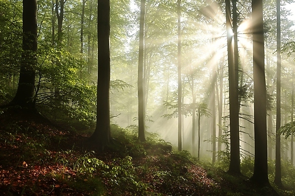 포토 JPG 해외이미지 나무 계절 공원 여행 백그라운드 낙엽 잎 자연 아침 동화 사람없음 야외 빛 컬러풀 햇빛 태양 뷰티 평화 환경 봄 새벽 활발 젖음 안개 광선 나뭇가지 신선 숲 공상 마법 내추럴 뿌연 삼림지대 해외포토 주간 자연요소 식물 공공시설 컬러 컨셉 날씨 생태계 파일형식 이미지허브