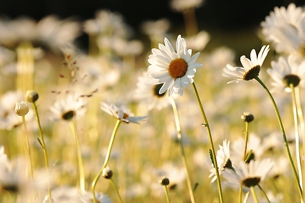 포토 JPG 해외이미지 식물 꽃잎 꽃 줄기 백그라운드 꽃무늬 밭 자연 건강 풍경 사람없음 야외 여름 빛 컬러풀 햇빛 태양 뷰티 일출 환경 정원 일몰 봄 새벽 들꽃 성장 벚꽃 흰색 시골 신선 5월 데이지 향기 아로마 꽃가루 캐모마일 많음 해외포토 자연요소 계절 컬러 컨셉 무늬 농업 노을 날짜 가루 허브 생태계 냄새 파일형식 이미지허브