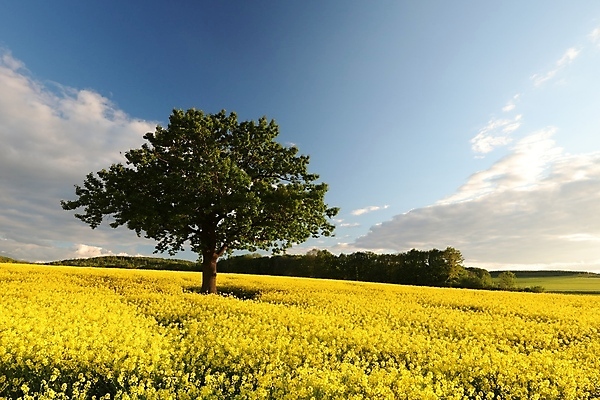 포토 JPG 해외이미지 나무 식물 구름 계절 꽃 백그라운드 낙엽 잎 밭 농업 자연 하늘 풍경 사람없음 야외 초록색 농작물 컬러풀 햇빛 태양 농장 농경지 노란색 일출 환경 침묵 황혼 일몰 봄 벚꽃 나뭇가지 시골 신선 땅 유채 장면 내추럴 해외포토 자연요소 산업 컬러 노을 소리 생태계 파일형식 이미지허브