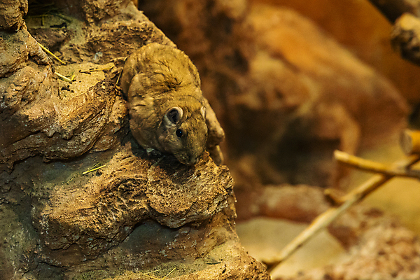 포토 JPG 해외이미지 동물 유럽 야생동물 포유류 아프리카 자연 털 동물원 앉기 사람없음 갈색 사막 설치류 작음 귀 사하라 폴란드 내추럴 동물상 브로츠와프 해외포토 나라 컬러 모션 신체부위 조형물 크기 생태계 파일형식 이미지허브