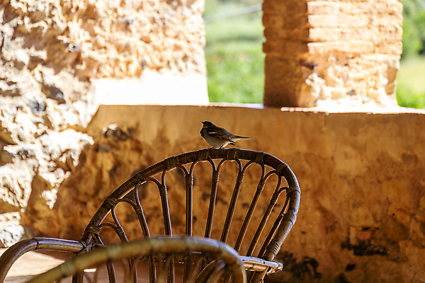 포토 JPG 해외이미지 1 유럽 벽 의자 자연 조류 주택 앉기 사람없음 야외 목재 노란색 축제 수확 시골 스페인 박물관 복고 해외포토 나무 동물 나라 컬러 가구 농업 재료 모션 건물 생태계 파일형식 이미지허브