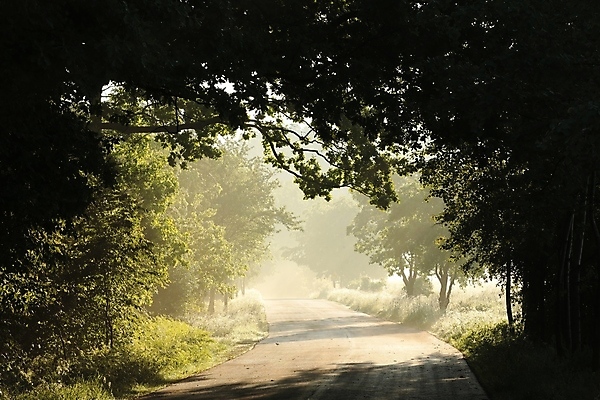 포토 JPG 해외이미지 나무 공원 도로 길 여행 백그라운드 낙엽 잎 자국 자연 아침 풍경 사람없음 야외 초록색 여름 빛 햇빛 태양 일출 환경 맑음 일몰 봄 하이킹 안개 광선 나뭇가지 시골 신선 숲 오솔길 공상 마법 방법 뿌연 해외포토 주간 자연요소 식물 계절 공공시설 컬러 교통시설 레저 날씨 노을 생태계 파일형식 이미지허브