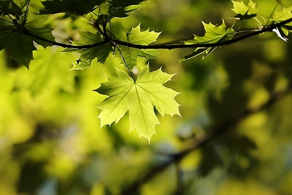 포토 JPG 해외이미지 나무 식물 계절 공원 백그라운드 단풍 낙엽 잎 자연 벽지 새로움 사람없음 야외 초록색 빛 컬러풀 햇빛 태양 노란색 환경 봄 활발 나뭇가지 신선 황금 숲 싱글 유기농 내추럴 강렬 해외포토 자연요소 웰빙 공공시설 컬러 컨셉 생태계 파일형식 이미지허브