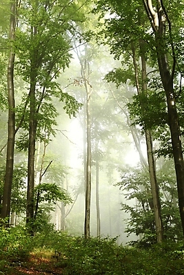 포토 JPG 해외이미지 나무 식물 계절 공원 여행 낙엽 잎 자연 날씨 풍경 사람없음 야외 초록색 빛 컬러풀 햇빛 뷰티 환경 침묵 봄 활발 꿈 안개 나뭇가지 신선 황무지 숲 신비 그림 공상 마법 뿌연 삼림지대 해외포토 공공시설 컬러 컨셉 태양 소리 생태계 파일형식 이미지허브