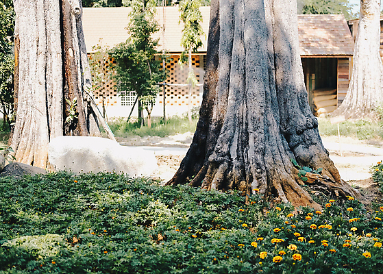 포토 JPG 해외이미지 나무 식물 공원 잎 자연 풍경 사람없음 야외 목재 여름 환경 정원 봄 성장 큼 공상 내추럴 옛날 해외포토 계절 공공시설 재료 크기 생태계 파일형식 이미지허브