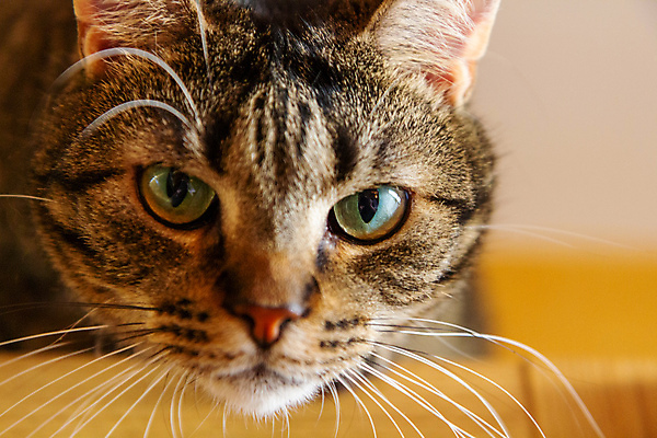 포토 JPG 해외이미지 동물 응시 유럽 얼굴 포유류 자연 수염 털 사람없음 반려동물 머리 고양이 줄무늬 회색 관찰 모피 네덜란드 호기심 사냥꾼 얼룩무늬 솜털 노려봄 해외포토 직업 시선 감정 나라 컬러 컨셉 무늬 모션 표정 신체부위 생태계 파일형식 이미지허브