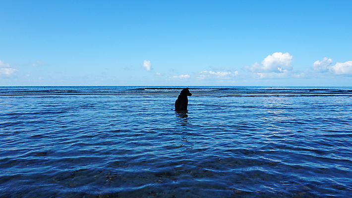 포토 JPG 해외이미지 동물 1 행복 파도 바다 섬 여행 신체 포유류 태국 자연 하늘 휴가 휴식 사람 앉기 사람없음 야외 물 파란색 반려동물 검은색 수영 자유 관찰 개 선탠 시원함 스마트 해외포토 자연요소 감정 아시아 컬러 컨셉 모션 수상스포츠 생태계 파일형식 이미지허브