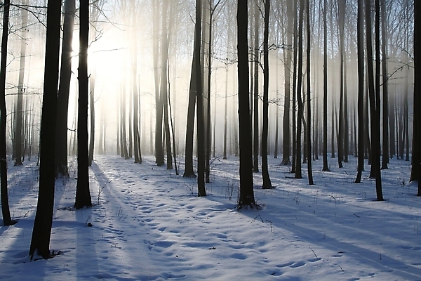 포토 JPG 해외이미지 나무 계절 공원 길 백그라운드 겨울 자국 자연 날씨 풍경 사람없음 빛 햇빛 태양 일출 환경 맑음 침묵 일몰 새벽 하이킹 추위 안개 광선 나뭇가지 소나무 숲 신비 오솔길 12월 서리 침엽수 마법 뿌연 삼림지대 눈내림 가문비나무 해외포토 자연요소 식물 공공시설 컨셉 레저 눈_날씨 노을 소리 날짜 생태계 파일형식 이미지허브
