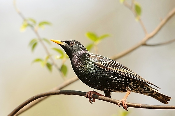 포토 JPG 해외이미지 나무 유럽 야생동물 백그라운드 날개 자연 조류 하늘 아침 사람없음 빛 컬러풀 햇빛 머리 환경 검은색 봄 새벽 활발 흰색 나뭇가지 숲 과수원 제비꽃 깃털 묘사 부리 서식지 내추럴 해외포토 주간 자연요소 식물 동물 계절 꽃 나라 컬러 컨셉 농업 신체부위 태양 생태계 파일형식 이미지허브