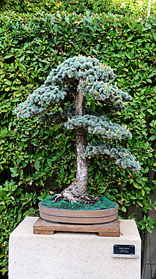 포토 JPG 해외이미지 나무 식물 공원 꽃 화분 화초 잎 벤치 자연 탁자 앉기 사람없음 야외 초록색 정원 꽃병 항아리 도자기 관목 침엽수 분재 해외포토 공공시설 컬러 가구 의자 모션 생태계 파일형식 이미지허브