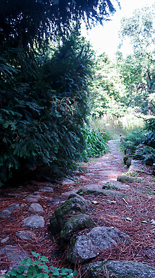 포토 JPG 해외이미지 나무 식물 공원 잎 자국 자연 이끼 서기 풍경 사람없음 야외 목재 초록색 물 강 황무지 숲 작음 열대우림 땅 먼지 보호구역 삼림지대 해외포토 자연요소 공공시설 컬러 재료 모션 크기 생태계 구역 파일형식 이미지허브