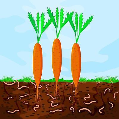 EPS 해외이미지 식물 지구 음식 십자가 밭 농업 채소 일러스트 부분 자연 풍경 초록색 농작물 농장 정원 흙 재활용 당근 성장 터널 벌레 땅 유기농 원예 뿌리 먼지 진흙 지하 층 유지 낭비 땅바닥 땅파기 영양소 해외일러스트 웰빙 산업 길 컬러 곤충 컨셉 바닥 뿌리채소 취미 친환경 생태계 파일형식 벡터 이미지허브