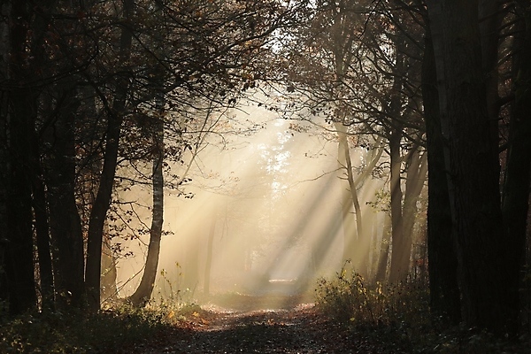 포토 JPG 해외이미지 나무 계절 공원 도로 길 여행 백그라운드 낙엽 잎 오렌지 자국 자연 아침 풍경 사람없음 야외 빛 햇빛 태양 일출 환경 맑음 일몰 새벽 하이킹 안개 가을 나뭇가지 시골 숲 신비 오솔길 공상 마법 방법 뿌연 해외포토 주간 자연요소 식물 공공시설 컨셉 과일 교통시설 레저 날씨 노을 생태계 파일형식 이미지허브