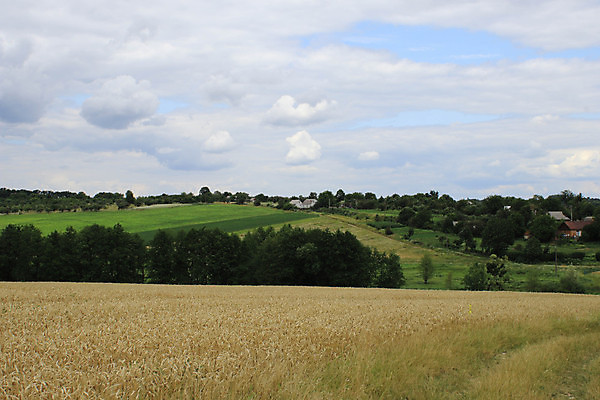 포토 JPG 해외이미지 식물 구름 음식 빵 줄기 백그라운드 밭 농업 자연 하늘 건조 옥수수 미술 씨앗 풍경 사람없음 야외 가로 여름 파란색 농작물 햇빛 태양 뷰티 농장 노란색 일출 맑음 황혼 일몰 수확 성장 가을 시골 황금 저녁 낟알 시리얼 밀 보리 귀 밀짚 숙성 호밀 수평선 해외포토 자연요소 계절 산업 컬러 날씨 문화예술 곡류 신체부위 노을 짚 야간 생태계 파일형식 이미지허브
