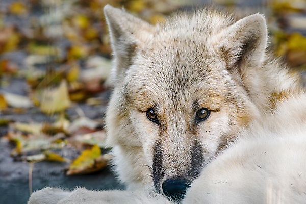 포토 JPG 해외이미지 주간 한마리 야생동물 사람없음 야외 아웃포커스 늑대 북극늑대 해외포토 자연요소 동물 1 포유류 촬영기법 파일형식 이미지허브
