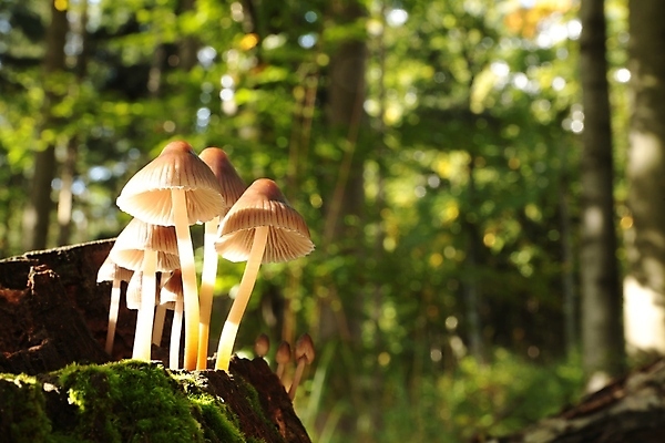 포토 JPG 해외이미지 나무 식물 계절 공원 백그라운드 단풍 오렌지 가족 자연 풍경 사람없음 야외 컬러풀 환경 버섯 젖음 촉촉함 성장 가을 신선 그룹 숲 위험 묘사 나무껍질 내추럴 곰팡이 식민지 썩음 캡모자 환각 많음 해외포토 모자_잡화 공공시설 컬러 컨셉 잎 과일 관계 껍질 생태계 증상 파일형식 이미지허브