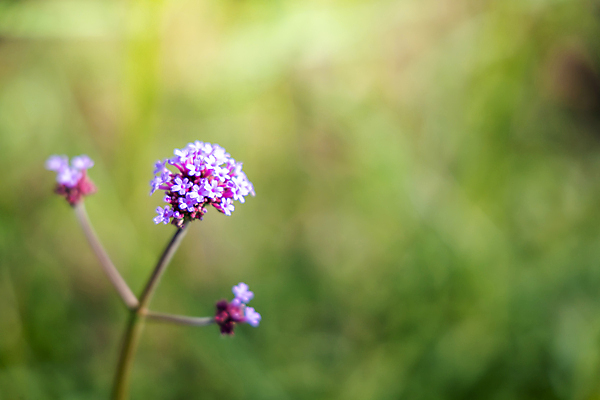 포토 JPG 해외이미지 식물 디자인 계절 꽃잎 꽃 분홍색 꽃다발 백그라운드 꽃무늬 패턴 자연 사람없음 초록색 여름 컬러풀 뷰티 보라색 봄 성장 벚꽃 신선 질감 만들기 내추럴 해외포토 컬러 무늬 모션 생태계 파일형식 이미지허브