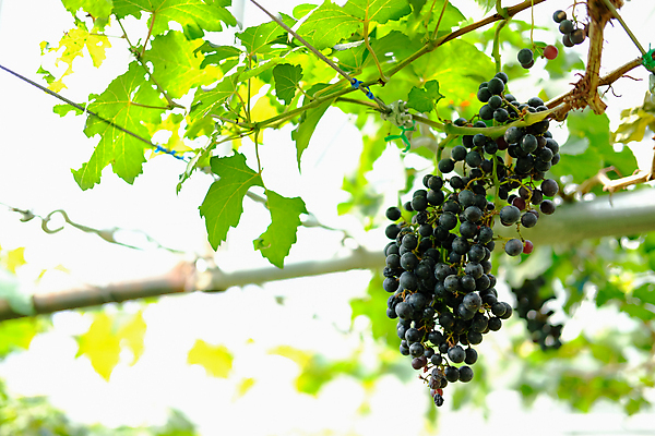 포토 JPG 해외이미지 나무 식물 음식 잎 농업 과일 포도 사람없음 농장 성장 과수원 포도밭 포도나무 해외포토 산업 밭 과일나무 파일형식 이미지허브