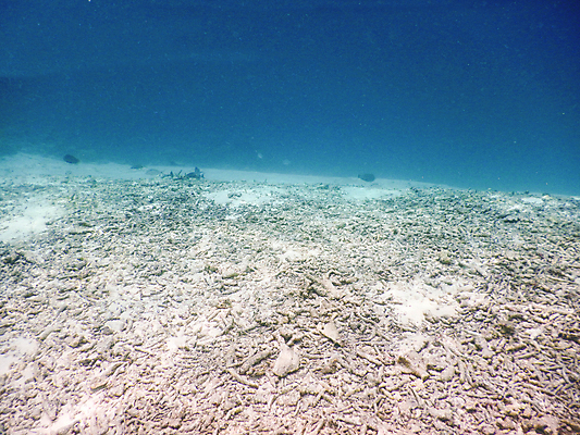 포토 JPG 해외이미지 동물 남자 야생동물 스포츠 바다 섬 여행 백그라운드 학교 자연 휴가 어류 풍경 사람없음 빨간색 물 파란색 컬러풀 뷰티 수중 산호 잠수부 큼 아래 다이빙 장면 암초 몰디브 이국적 해외포토 자연요소 교육 아시아 컬러 사람 수영 수중동물 자포동물 전문직 크기 방향 생태계 위치 수중스포츠 파일형식 이미지허브