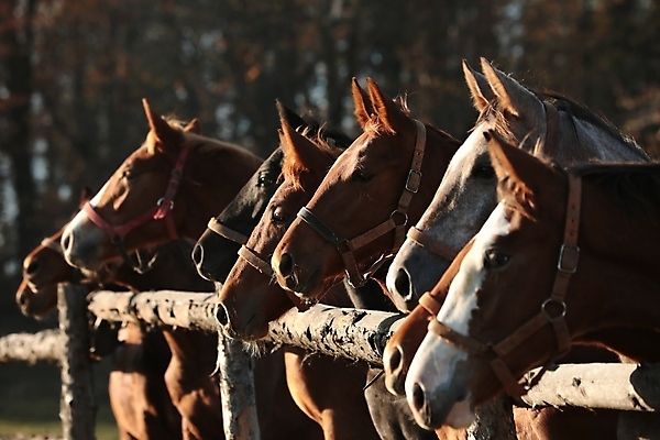 포토 JPG 해외이미지 나무 응시 계절 실루엣 유럽 백그라운드 밭 포유류 자연 아침 사람없음 야외 빛 컬러풀 햇빛 태양 뷰티 농장 갈색 머리 일출 일몰 새벽 자녀 시골 먹이 방목 장면 갈기 조랑말 내추럴 망아지 해외포토 주간 자연요소 식물 동물 시선 나라 새끼 컬러 농업 촬영기법 신체부위 노을 말_동물 축산업 생태계 파일형식 이미지허브