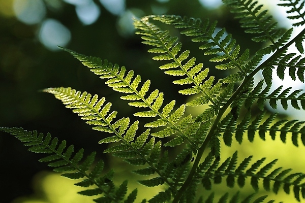 포토 JPG 해외이미지 식물 계절 공원 백그라운드 잎 자연 추상 새로움 풍경 사람없음 야외 초록색 빛 햇빛 태양 환경 정원 봄 활발 성장 나뭇가지 신선 숲 묘사 유기농 원예 내추럴 강렬 고립 생태학 양치류 그리너리 해외포토 자연요소 나무 웰빙 공공시설 교육 컬러 컨셉 무늬 취미 생태계 파일형식 트랜드컬러 이미지허브