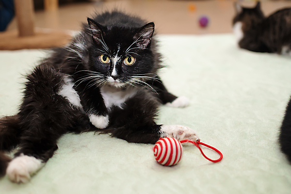 포토 JPG 해외이미지 동물 응시 감정 장난 공 놀이 바닥 주택 병원 앉기 사람없음 반려동물 장난감 귀여움 검은색 고양이 희망 우정 화려 사회 씻기 만족 수의사 노려봄 노숙자 거짓말 단아함 돌봄 입양 해외포토 시선 컬러 컨셉 포유류 의학 모션 표정 건물 친구 청결 의사 공동체 파일형식 이미지허브