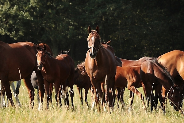 포토 JPG 해외이미지 나무 응시 계절 실루엣 백그라운드 밭 포유류 자연 아침 서기 사람없음 야외 빛 컬러풀 햇빛 태양 뷰티 농장 갈색 머리 일출 침묵 일몰 자녀 시골 그림 갈기 조랑말 내추럴 망아지 해외포토 주간 자연요소 식물 동물 시선 새끼 컬러 농업 모션 촬영기법 신체부위 노을 소리 말_동물 생태계 파일형식 이미지허브