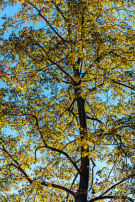 포토 JPG 해외이미지 나무 계절 공원 여행 백그라운드 컨셉 단풍 낙엽 잎 오렌지 자연 하늘 추상 바닥 풍경 사람없음 야외 파란색 컬러풀 햇빛 뷰티 노란색 맑음 침묵 산책 가을 나뭇가지 시골 황금 숲 10월 삼림지대 해외포토 식물 공공시설 컬러 무늬 과일 날씨 휴식 태양 소리 날짜 생태계 파일형식 이미지허브